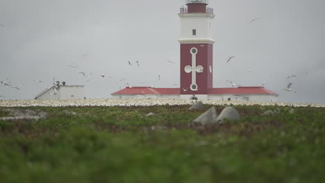 thousands of endangered cape gannet seabirds circle the lighthouse on bird island marine protected reserve in algoa bay