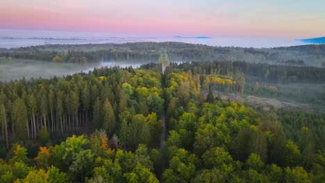 Filmflug-Am-Morgen-In-Einem-Wald