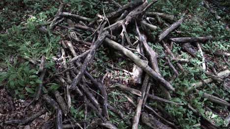 pile of branches from falling trees collected by boy scouts during scout training