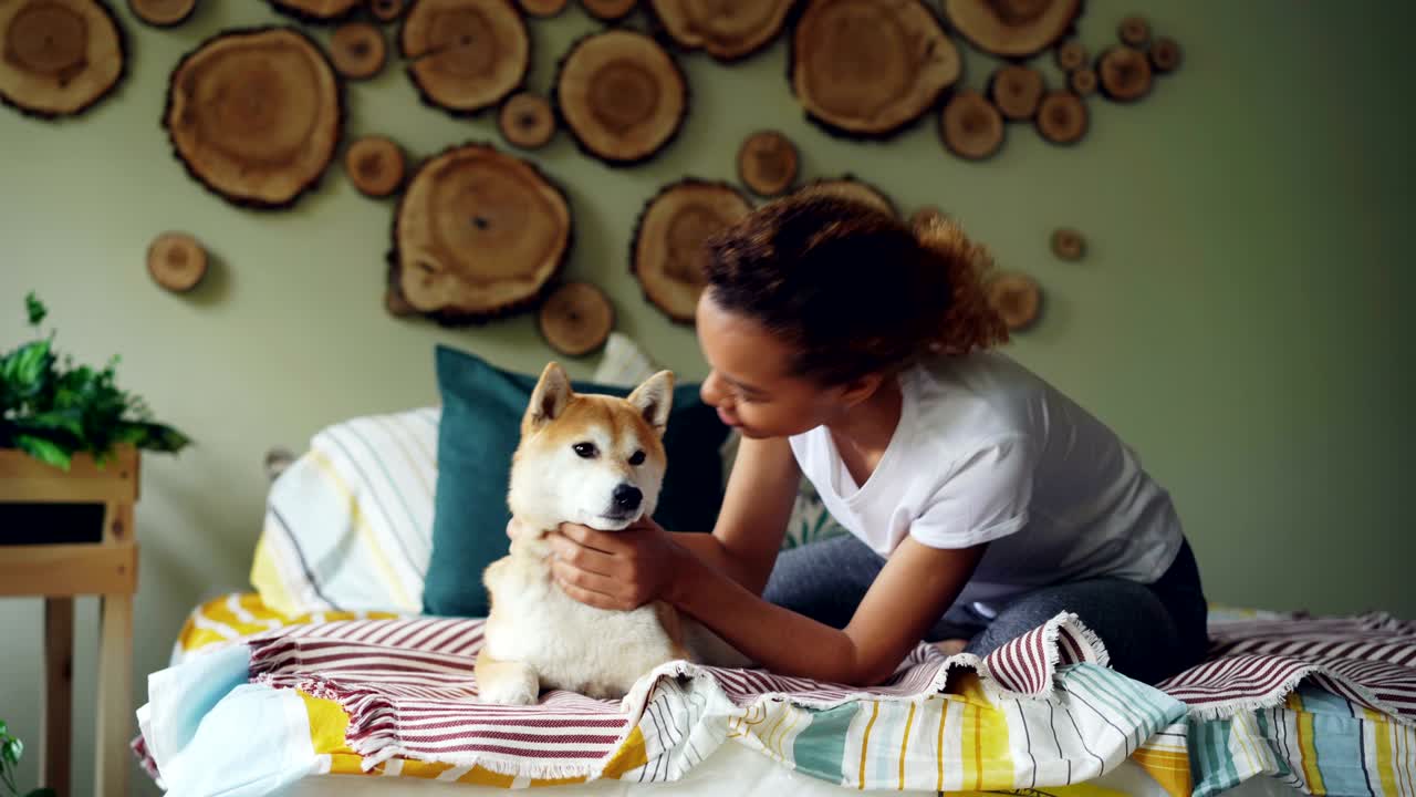 Attractive African American girl is stroking cute shiba inu dog lying on bed at home in beautifully decorated bedroom. Animals, people and interior concept.