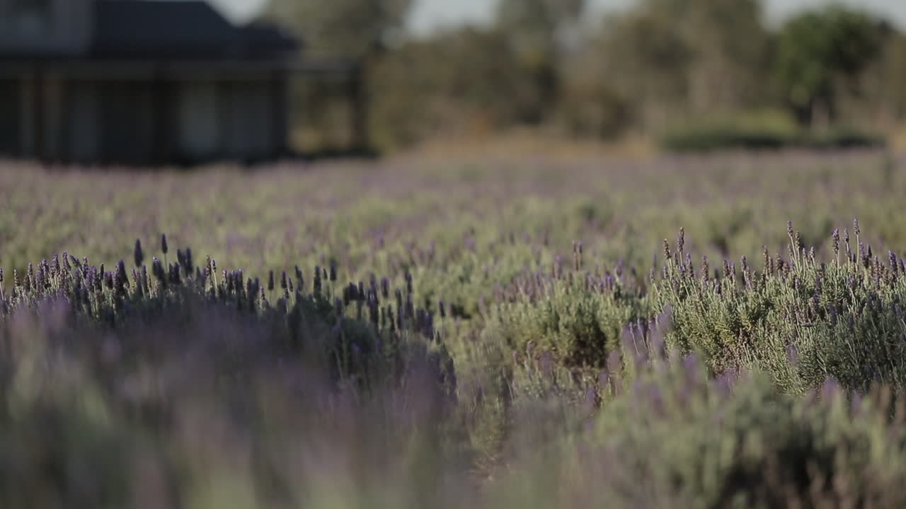 Sunlit lavender bush swaying in the wind, panning shot