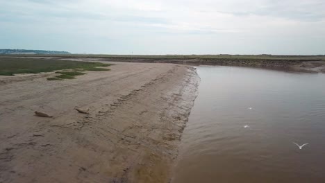 Flyover-of-a-seal-colony,-seals-lying-on-the-mud-bank-and-seals-swimming-on-the-water