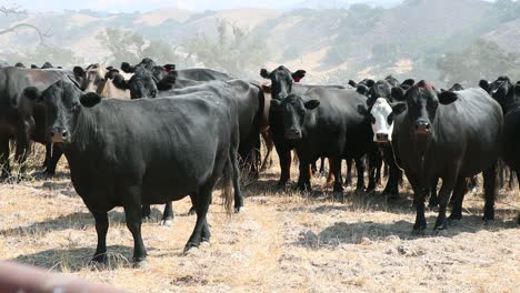 Rebaño-De-Ganado-Angus-Negro-Mirando-La-Cámara-Mientras-Atraviesa-Una-Puerta-De-Tubería