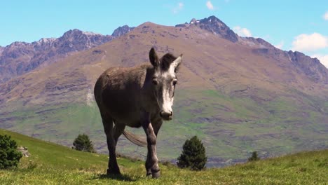 Lone-donkey-walking-with-countryside-in-background