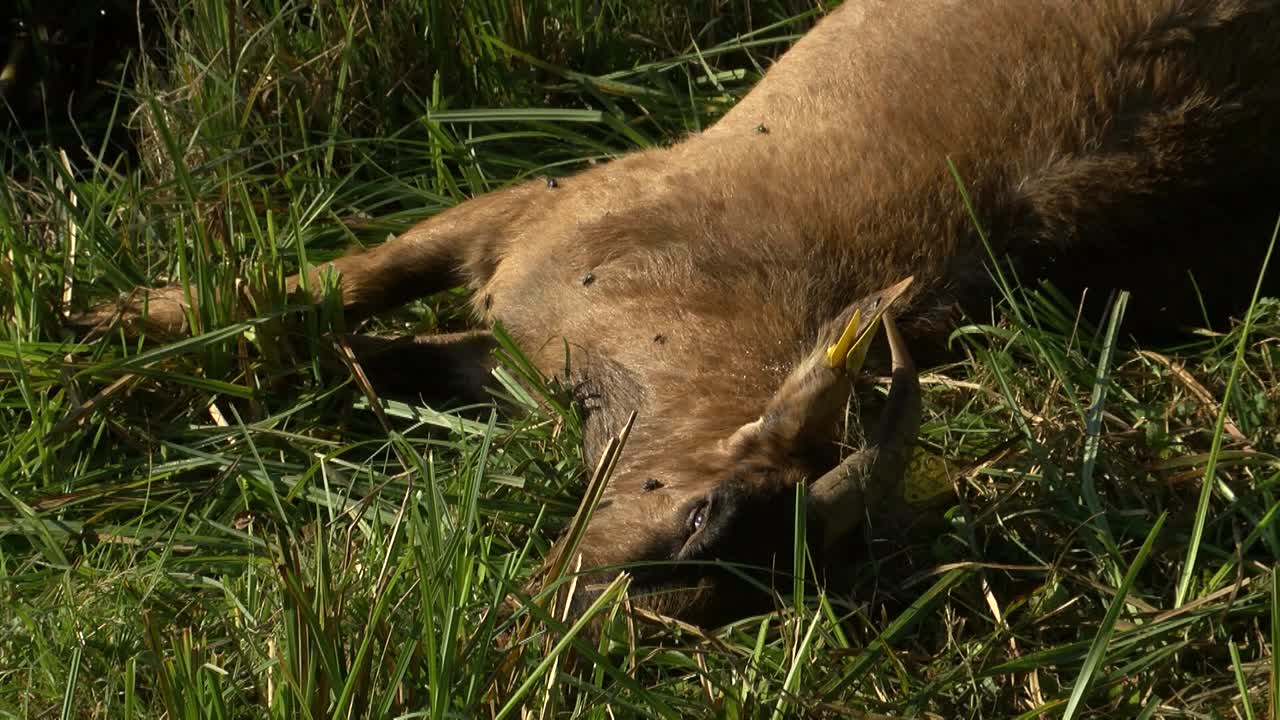 Primo piano di una capra marrone senza vita distesa sull'erba, con mosche che si muovono intorno