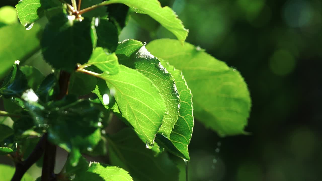Watering on the garden leaves. Water droplets splashing from sprinkler on the green leaves