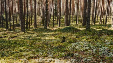 Sonnenlicht-Durch-Bäume-In-Einem-Klaren-Wald.-Zeitraffer