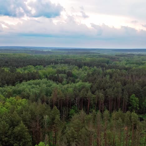 forest landscape view