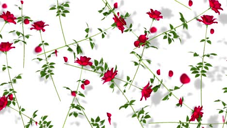 red roses on white background.