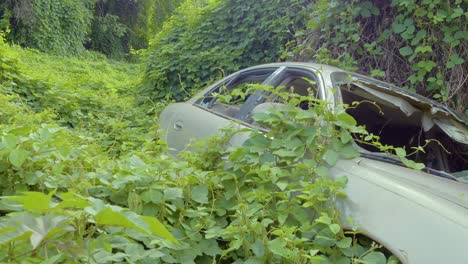 a car wreck abandoned in hawaii's jungle, covered by creeping vines