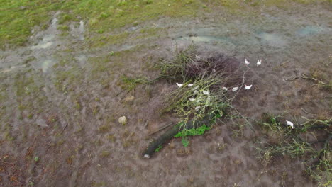 arial: campo de manzanas con gallinas camperas desde arriba