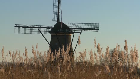 un molino de viento se eleva detrás de la hierba alta en holanda