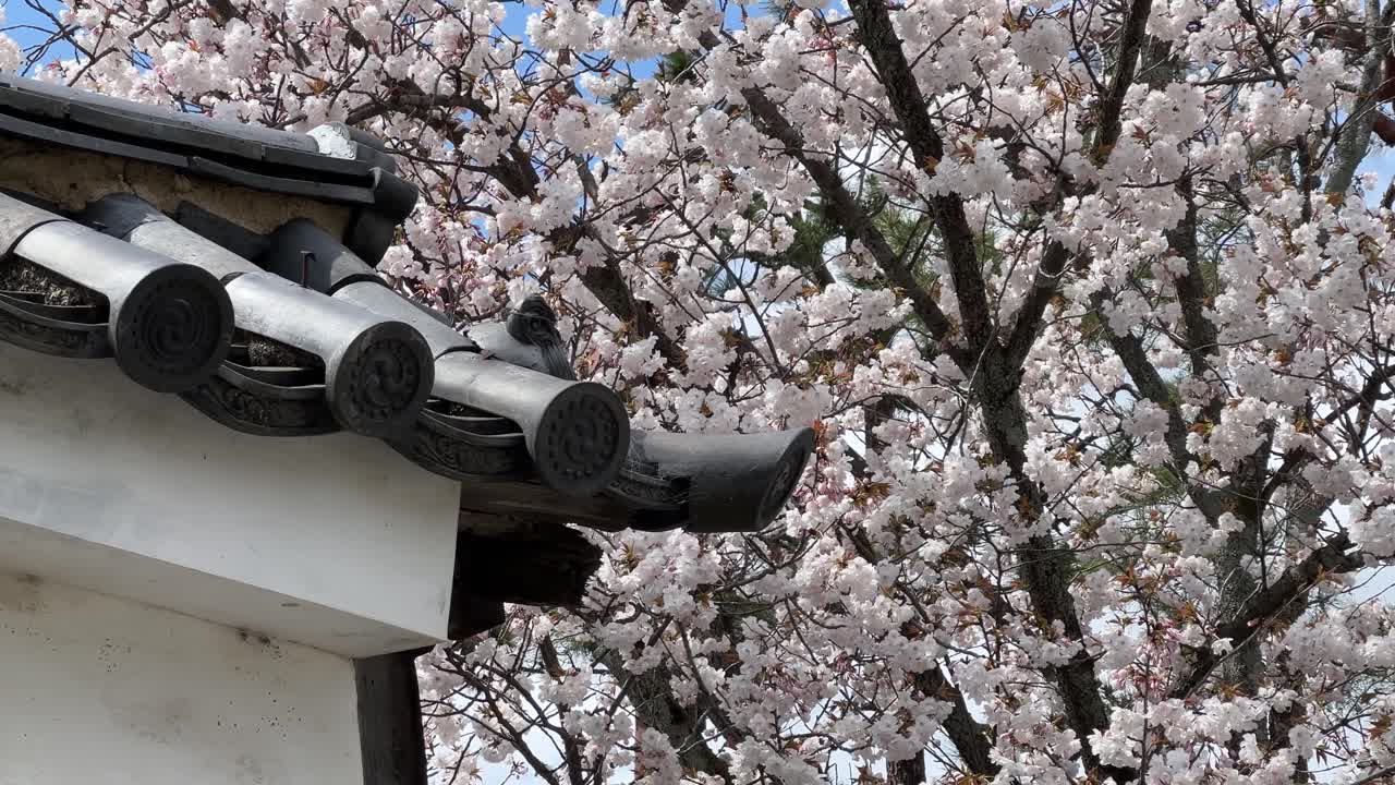 Muro bianco di un castello giapponese sullo sfondo di ciliegi sakura in piena fioritura
