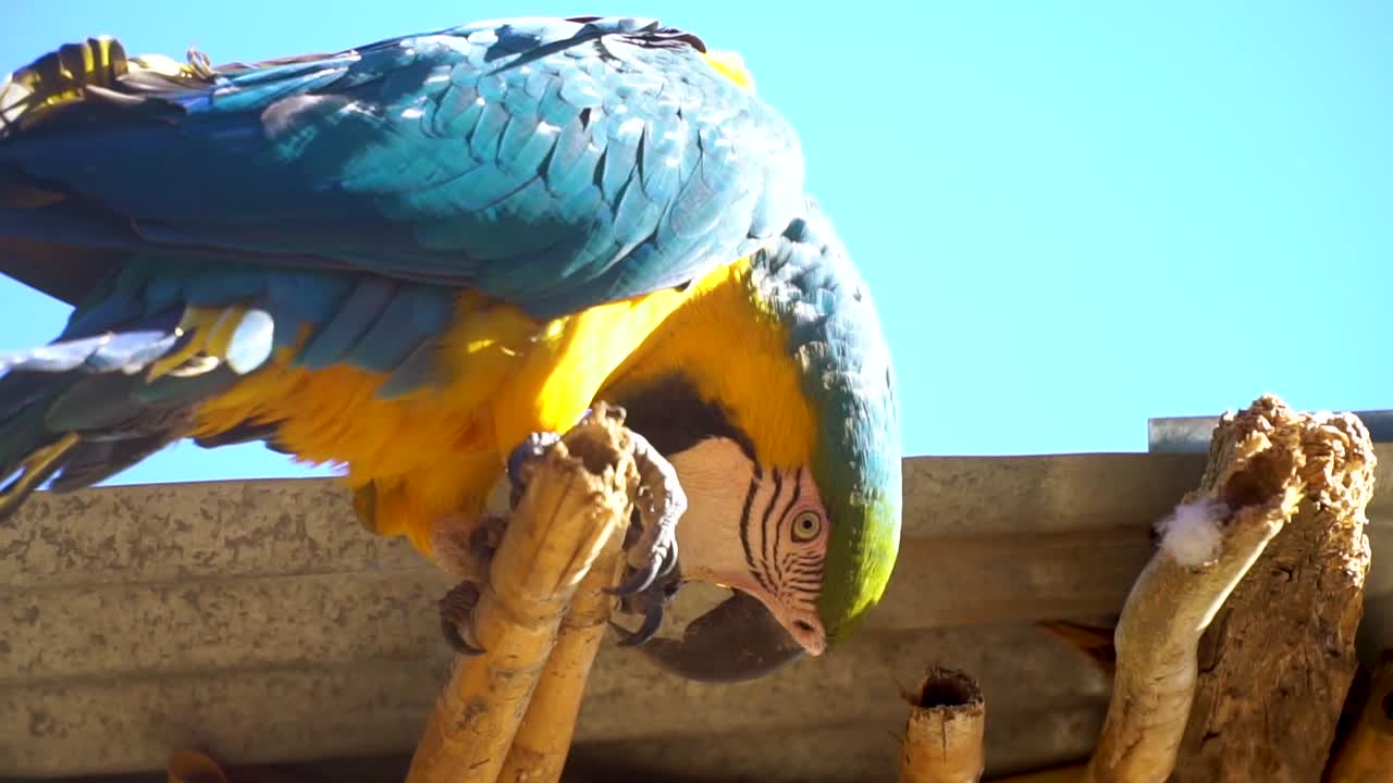 파란색과 노란색 머코 parrot.mp4