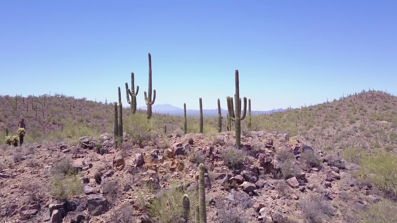 toma aérea sobre cactus en el parque nacional saguaro cerca de tucson arizona