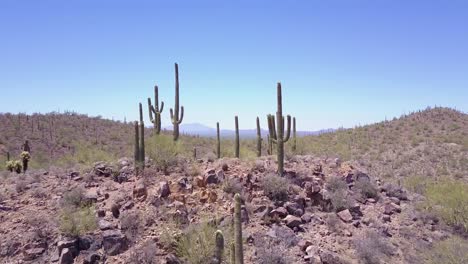 aerial shot over cactus in saguaro national park near tucson arizona