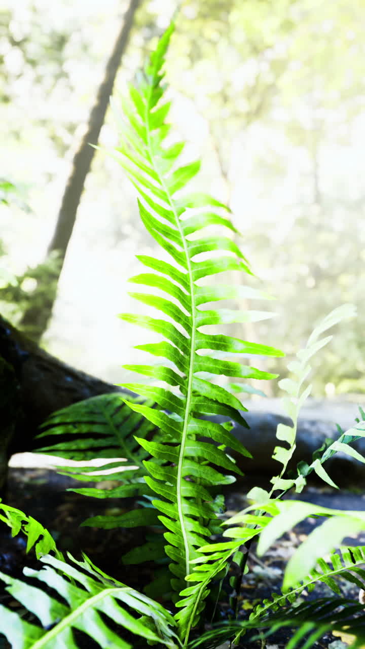 Lush greenery and vibrant ferns thrive in the tranquil forest sunlight