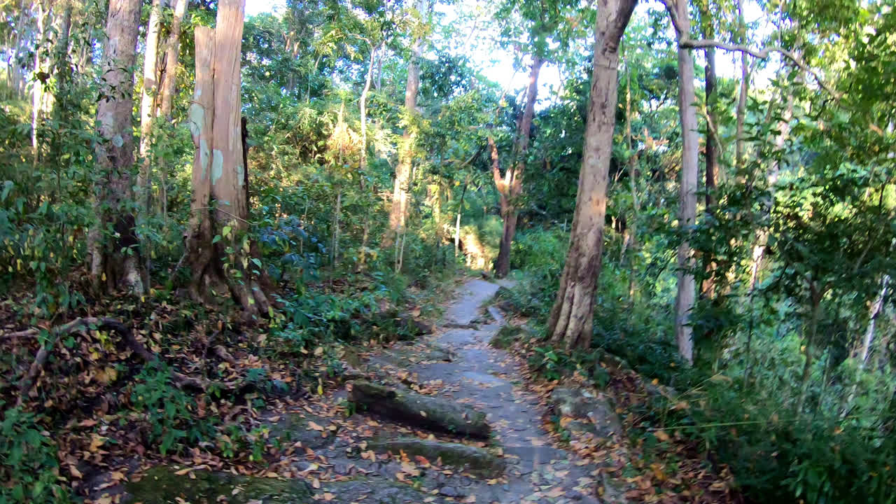 caminando en la jungla en chiang mai, tailandia
