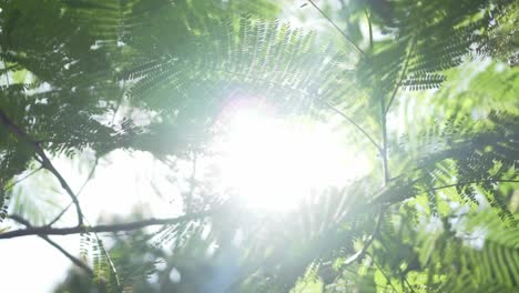 sunlight shining on swaying green leaves with dazzling light leak