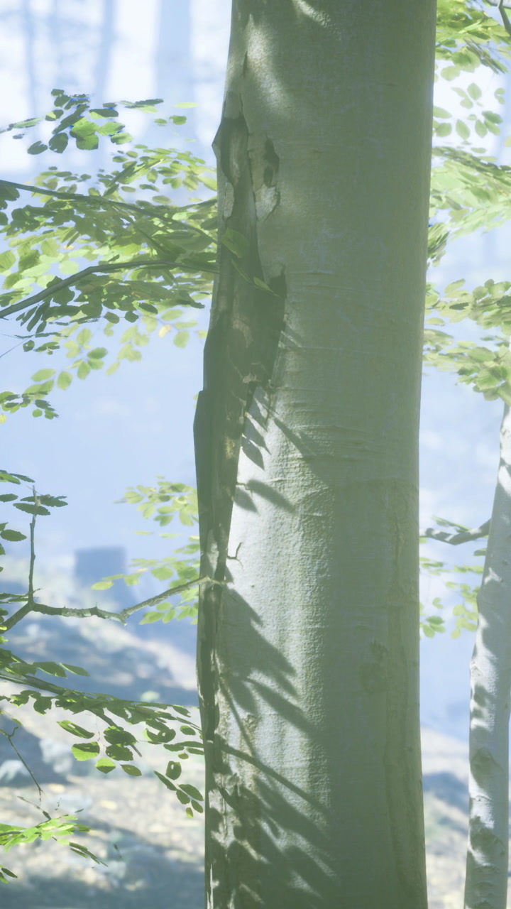 Misty forest with tree bark and soft sunlight through leaves