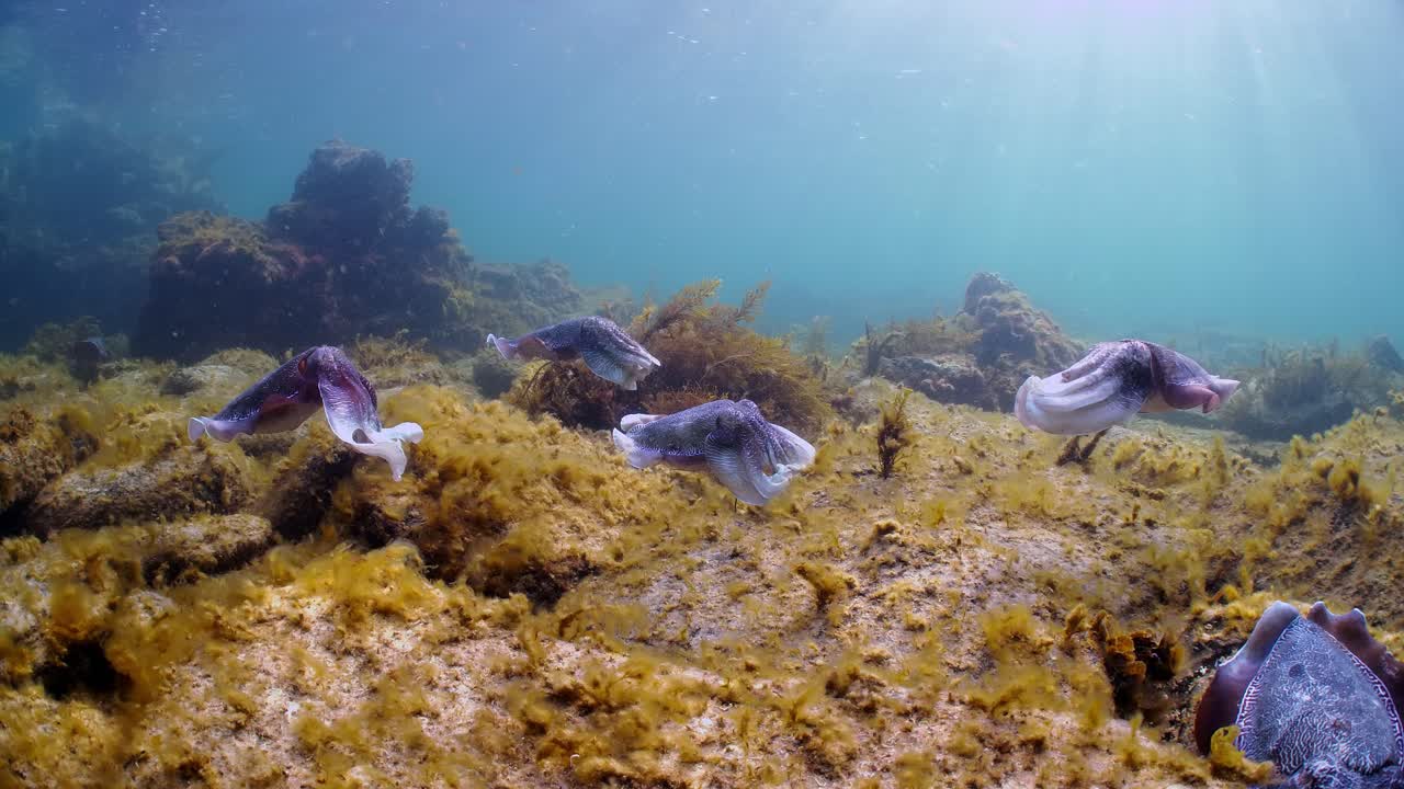 Seppia gigante australiana Sepia apama: migrazione a Whyalla, Australia Meridionale. Slow motion 4K, accoppiamento, deposizione delle uova, combattimento, aggregazione, sott'acqua.