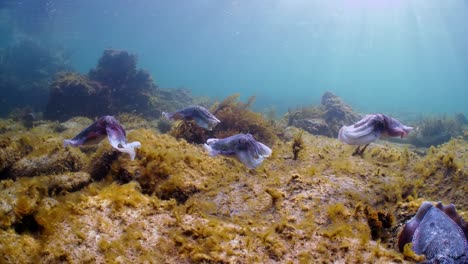 giant australian cuttlefish sepia apama migration whyalla south australia 4k slow motion, mating, laying eggs, fighting, aggregation, underwater
