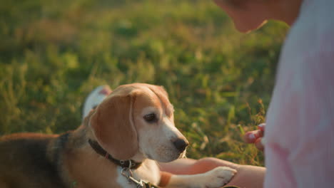 beagle dog looking intently at its owner outdoors, focusing with attentive gaze as the owner gestures, as dog gets up to kiss her, with background featuring greenery