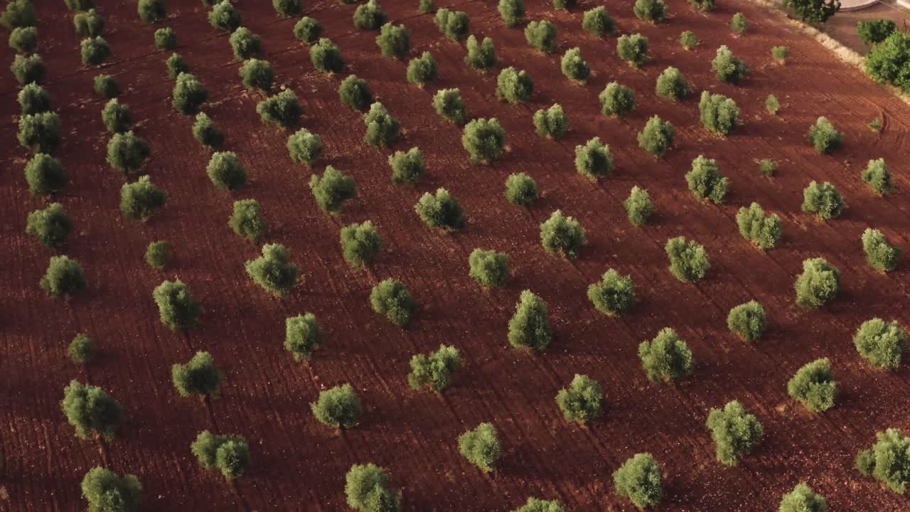 여름 에 과수원 에 있는 푸른 나무 들