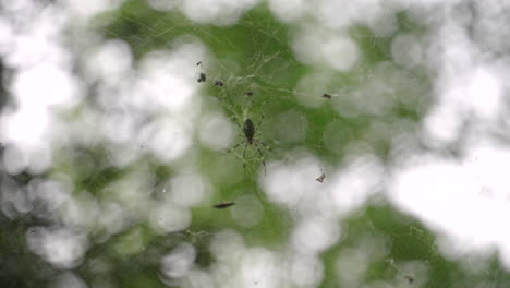 A-close-up-shot-of-a-Trichonephila-clavata-Joro-Sipder-hanging-on-a-sider-web-in-Japan