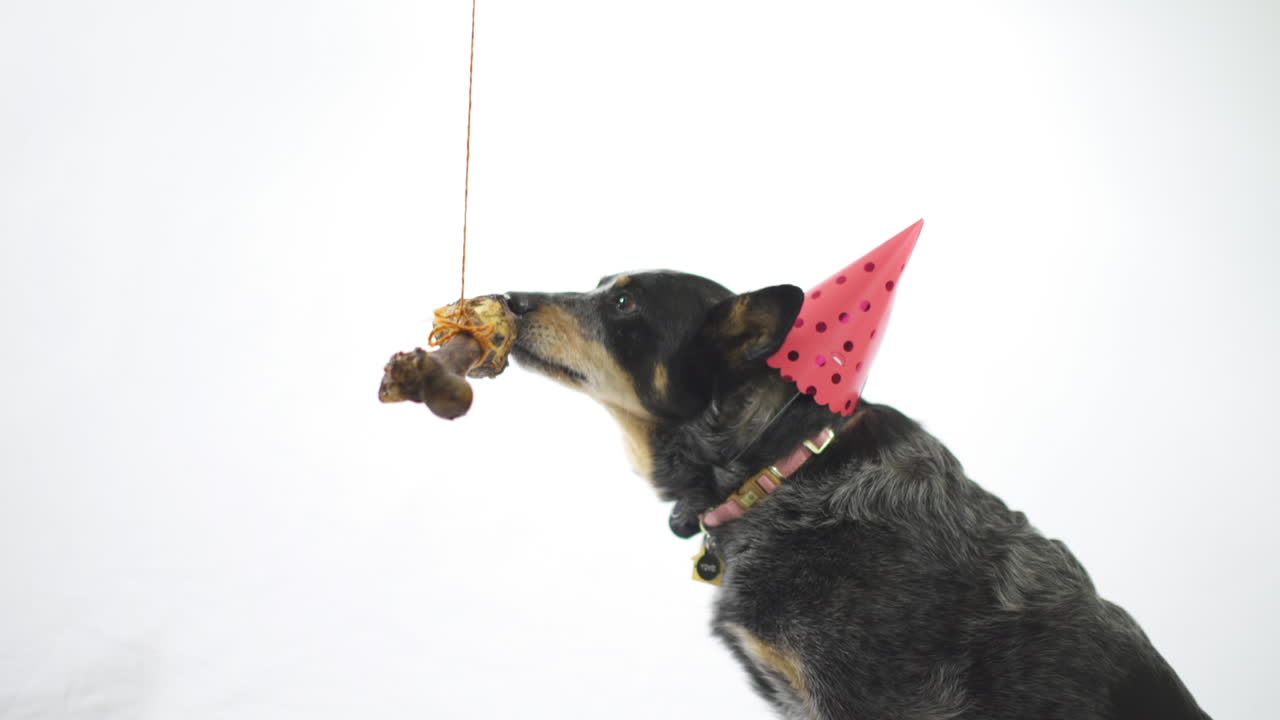 Australian cattle dog wearing a birthday hat sitting and licking a large bone hanging from a string on a white background