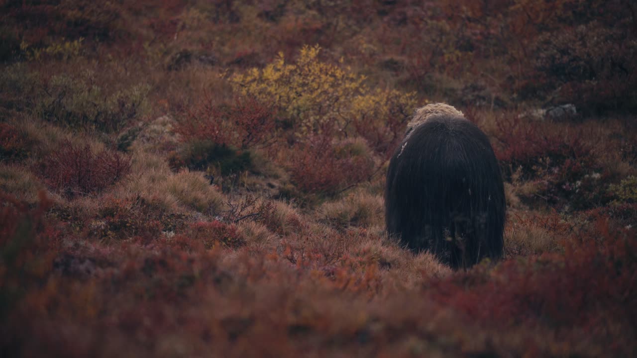 vista trasera de un toro de buey almizclero alimentándose de tundra en follaje otoñal en dovrefjell, noruega - ancho