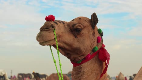 camellos en la feria de pushkar, también llamada feria de camellos de pushkar o localmente como kartik mela es una feria anual de varios días de ganado y cultural que se celebra en la ciudad de pushkar, rajasthan, india.