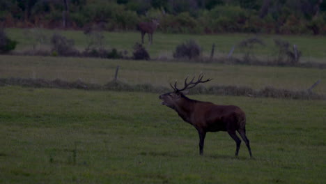 Wildhirsche-Auf-Der-Wiese-Rufen-Nach-Weibchen