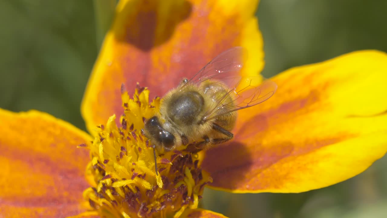 foto macro de abeja de rayas negras amarillas recolectando néctar de flor dulce en el jardín durante el día soleado