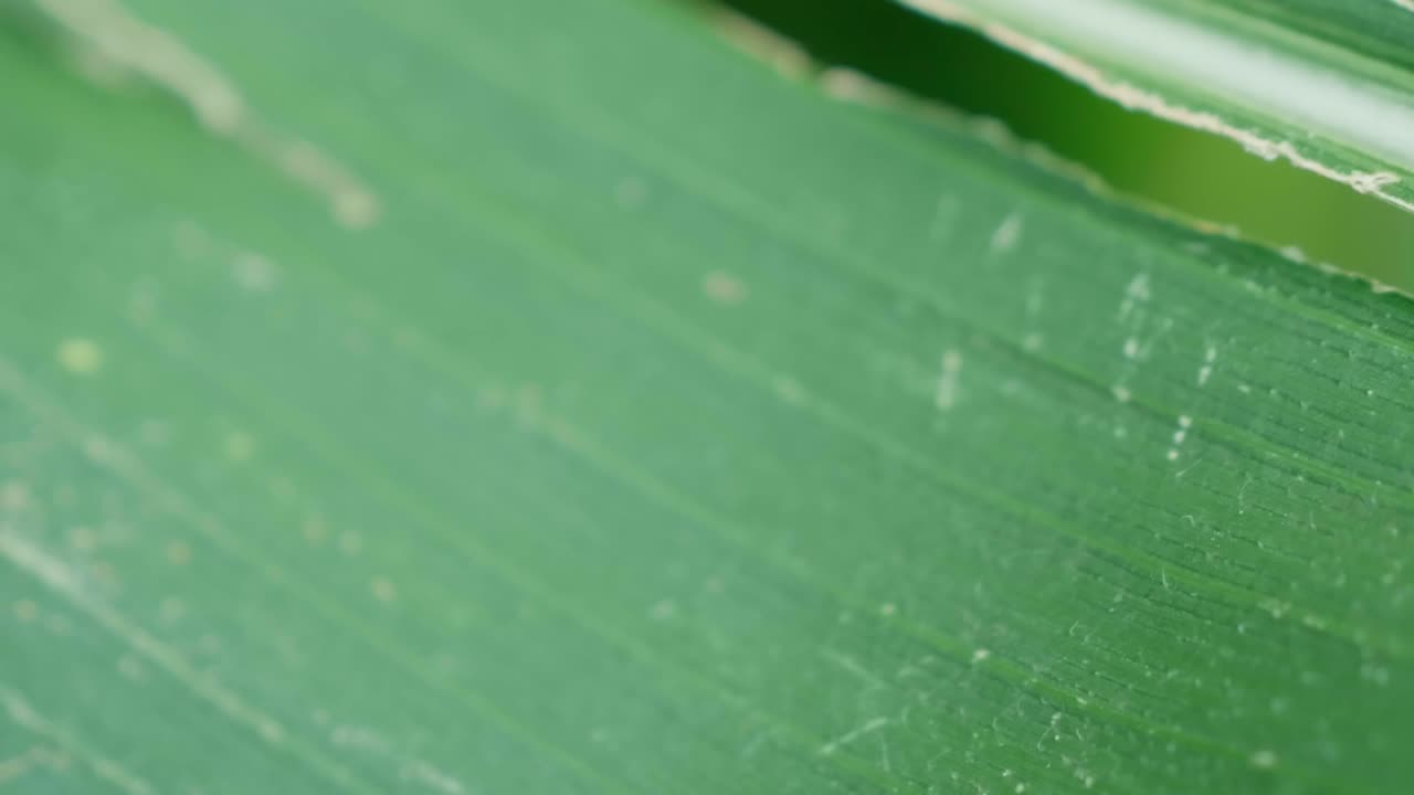 volando en hoja verde, macro enfoque extremo del rack en primer plano