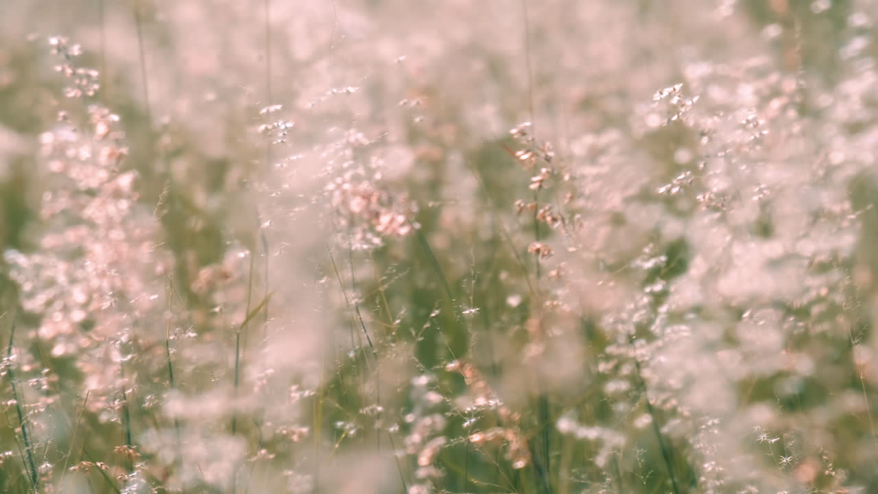 cámara lenta de hermosas flores de hierba balanceadas lentamente por el viento