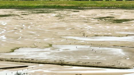 bandada de pájaros volando sobre el río holandés seco durante la ola de calor