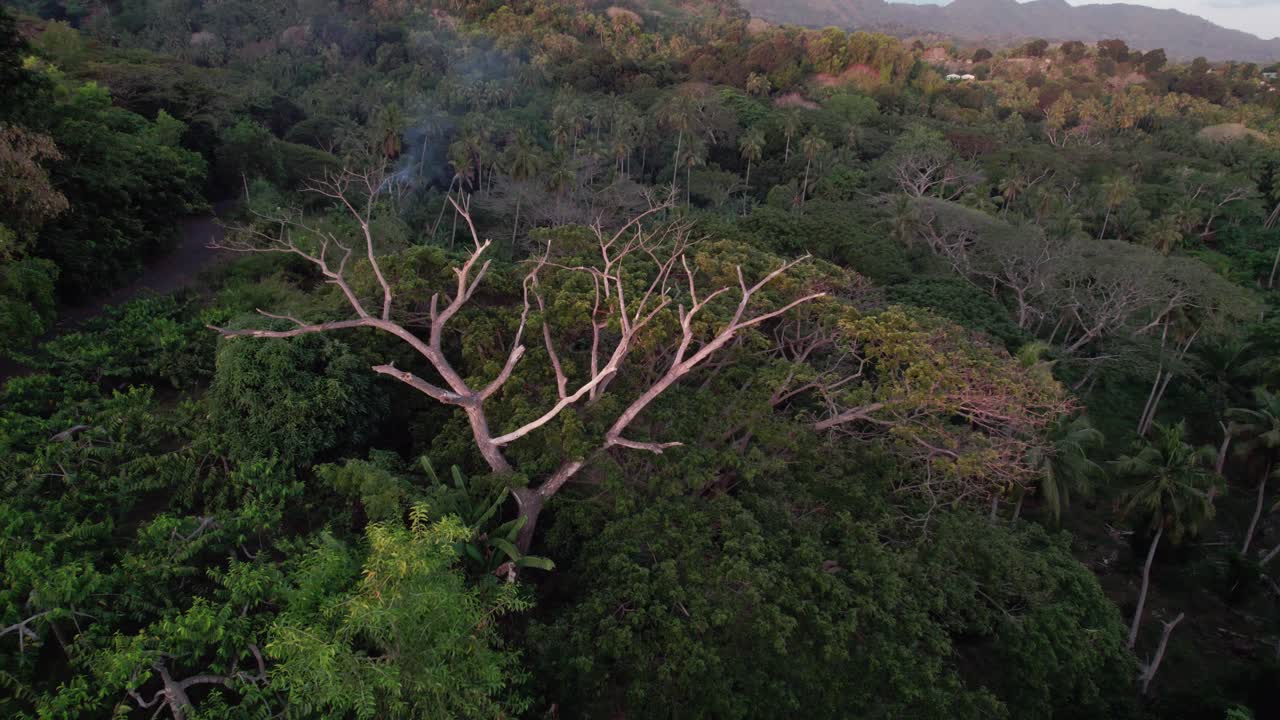 정글 한가운데 외로운 불모의 나무에 빛나는 태양