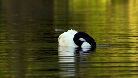 a delicate black-necked swan grooming its feathers with its beak while swimming on a pond