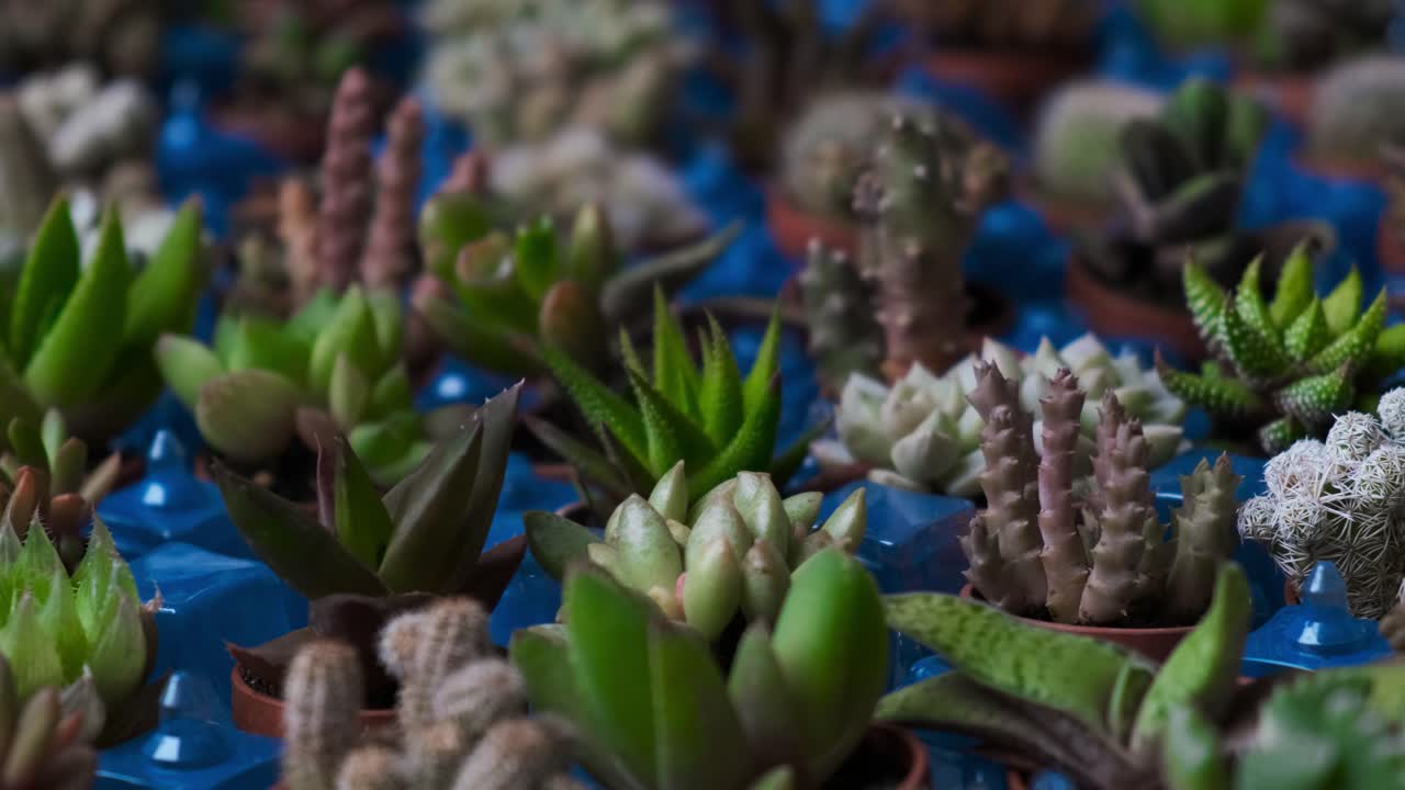 Vari piccoli cactus in vendita al mercato locale