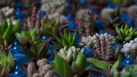 various small cacti for sale on local market