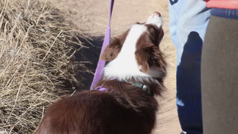 Hund-Gibt-Blickkontakt-Zum-Besitzer