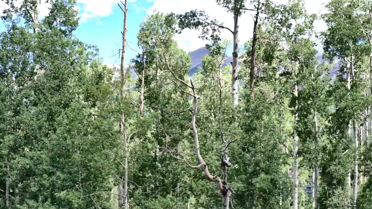 Forest Pine and Aspen Trees with sun in the backdrop