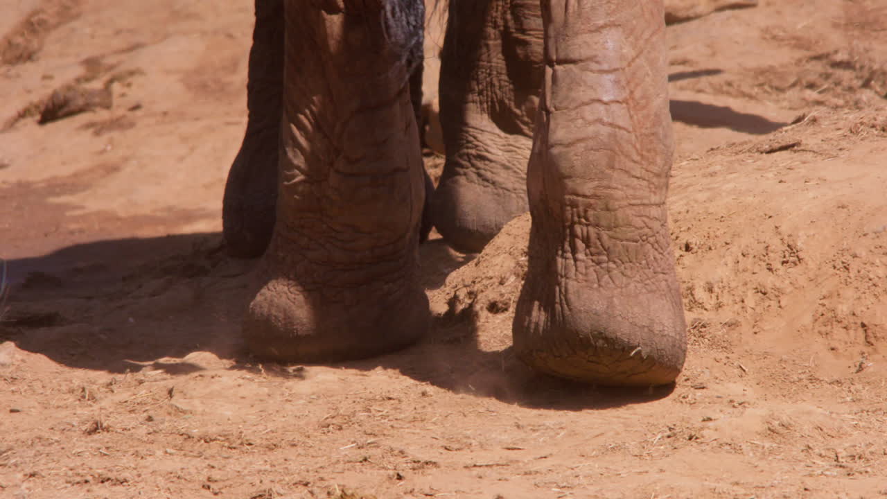 Zampe di elefante della savana africana su terra rossastra
