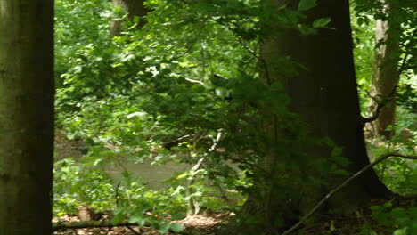 two pigeons flying in the forest