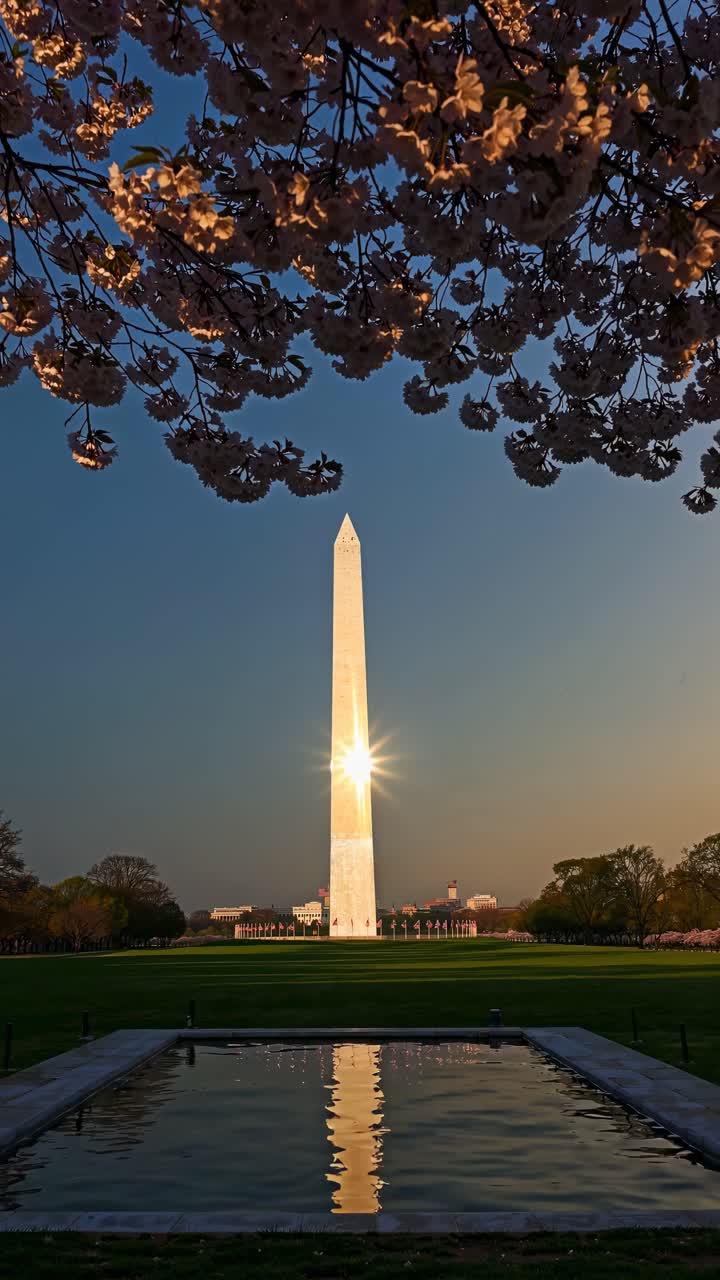 Un video ad angolo basso cattura il Washington Monument al tramonto, incorniciato dai fiori di ciliegio