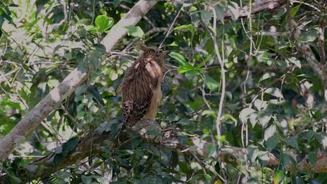 The-Buffy-Fish-Owl-is-a-big-owl-and-yet-the-smallest-among-the-four-Fish-Owls