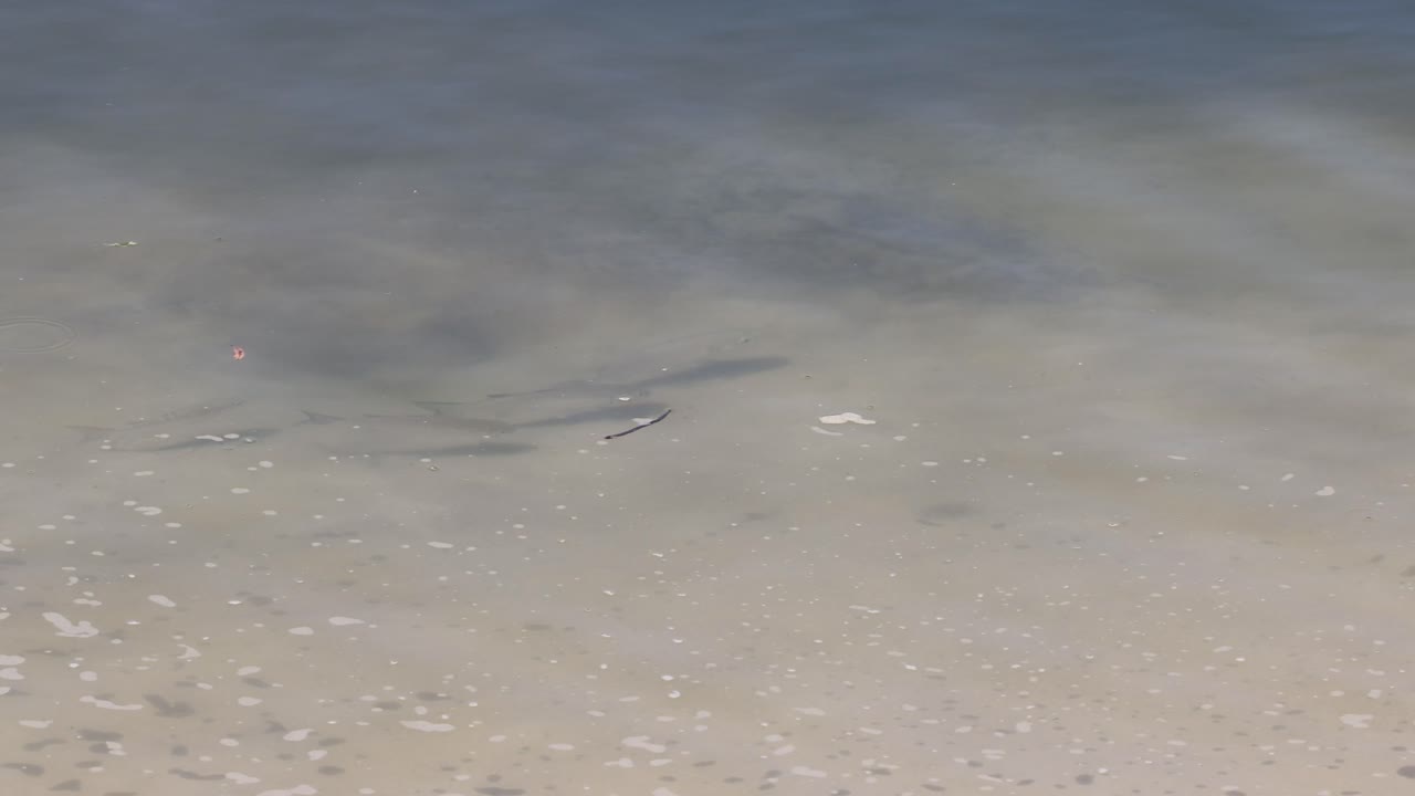 peces que se desplazan por aguas costeras poco profundas