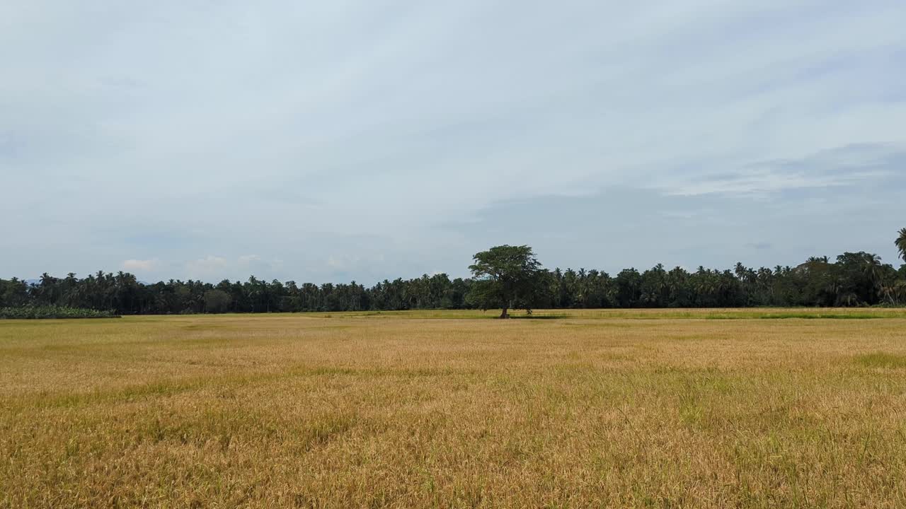 Scenic static landscape view of agricultural farmland with grain wheat rice crops in rural countryside of Sri Lanka