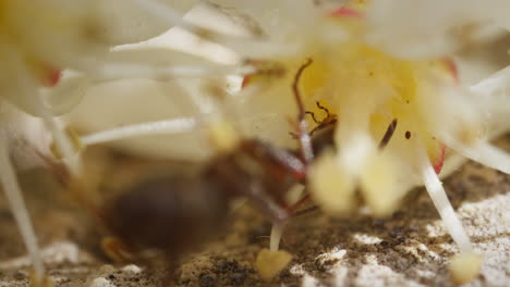 formica ant eating nectar on photinia × fraseri, red tip photinia, flower macro wildlife closeup in nature